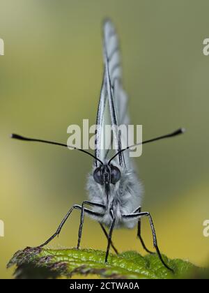 Papillon blanc à veiné noir (Aporia crataegi), image de mise au point empilée, Royaume-Uni, situation contrôlée Banque D'Images