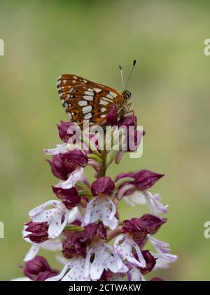 Duc de Bourgogne (Hamearis lucina), reposant sur Lady Orchid (Orchis purpurea) Bonsai Bank, Denge Woodlands, Kent, Royaume-Uni Banque D'Images