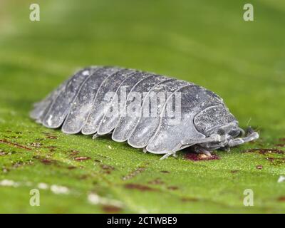 Common Woodlase (Oniscus asellus) adulte, Kent Royaume-Uni, image de mise au point empilée Banque D'Images