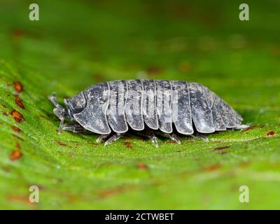 Common Woodlase (Oniscus asellus) adulte, Kent Royaume-Uni, image de mise au point empilée Banque D'Images