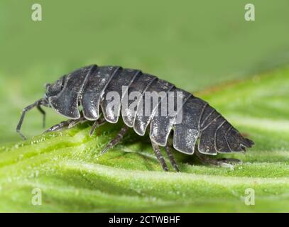 Common Woodlase (Oniscus asellus) adulte, Kent, Royaume-Uni Banque D'Images