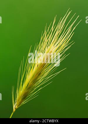 Orge de mur ou fausse orge (Hordeum murinum) oreilles émontées, Kent, Royaume-Uni, image de mise au point empilée Banque D'Images