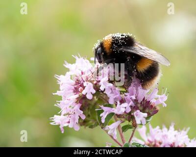 Bumblebee à queue de chamois (Bombus terrestris), sur fleur de thym sauvage (Thymus serphyllum), Kent UK, avec pollen sur son dos Banque D'Images