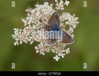 Common Blue Butterfly, (Polyommatus icarus), femme, Kent UK Banque D'Images