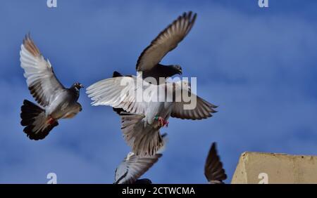 Troupeau de pigeons volant sous le ciel bleu Banque D'Images