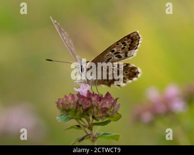 Argus brun papillon, (Aricia agestis) sur la fleur de thym sauvage (Thymus serphyllum), Kent UK Banque D'Images