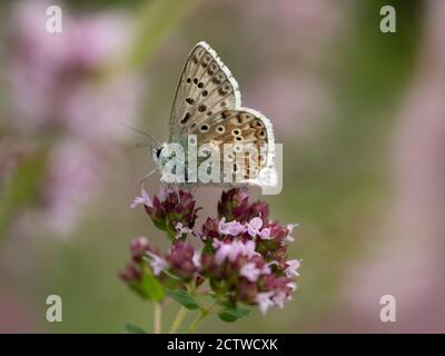 Papillon bleu de Chalk Hill, (Polyommatus coridon) nectaring sur la fleur de Thyme sauvage (Thymus serphyllum), Kent, Royaume-Uni Banque D'Images