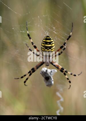 Wasp Spider (Argiope bruenniche) sur le Web avec des proies enveloppées en soie, Kent, Royaume-Uni Banque D'Images