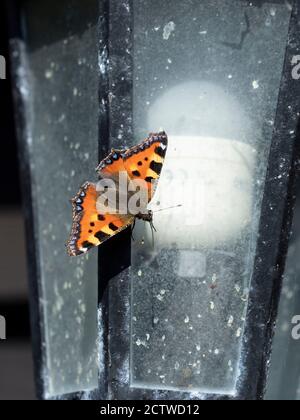 Petit papillon tortoiseshell (Aglais urtica) reposant sur une lampe extérieure dans le jardin, Kent UK Banque D'Images