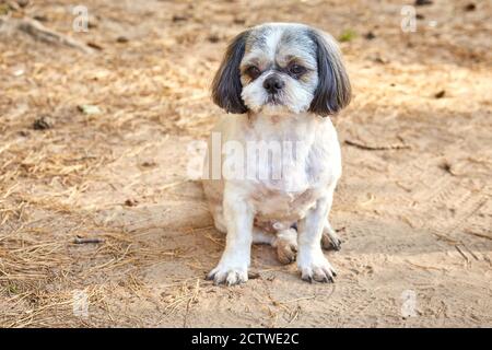 Le chien Shih Tzu est assis sur la route Banque D'Images