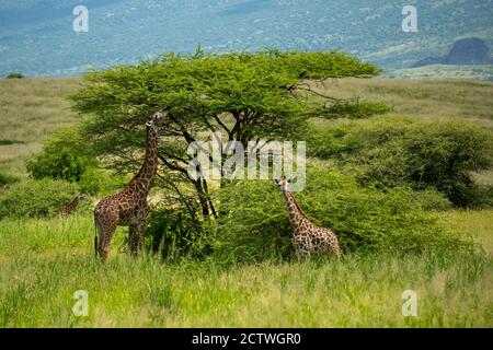 Girafes sauvages dans la région nord-tanzanienne d'Arusha, côte du lac Natron paître dans un Bush sous le grand Acacia dans la savane au printemps Banque D'Images