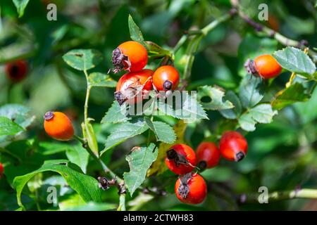 Gros plan des hanches roses rouges accrochées sur le banc d'un buisson sur une journée ensoleillée d'été avec sur fond vert Banque D'Images