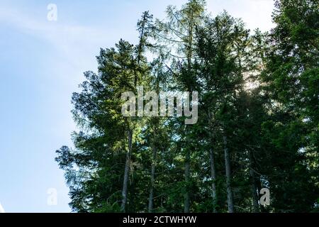 Vue sur le sol, le ciel bleu et le fond vert des arbres. Banque D'Images