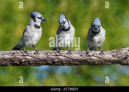 Les Blue Jays se battent au-dessus de la nourriture à l'alimentation Banque D'Images