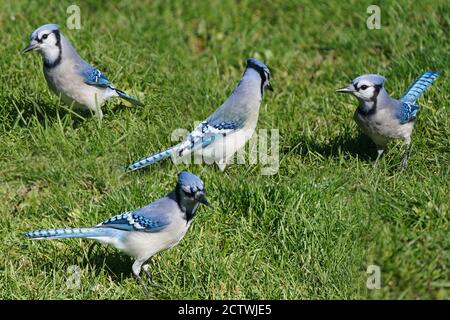 Les Blue Jays se battent au-dessus de la nourriture à l'alimentation Banque D'Images