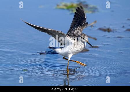 Les jambes jaunes plus grandes et plus petites se nourrissent et volent Banque D'Images