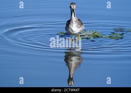 Les jambes jaunes plus grandes et plus petites se nourrissent et volent Banque D'Images