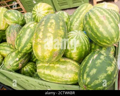 ROME, ITALIE - 2014 AOÛT 20. Eaux vertes melons. Banque D'Images