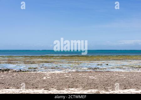 Plage de sable et piscines de rochers de Diani couvertes d'algues sèches à marée basse, Kenya, Afrique de l'est Banque D'Images