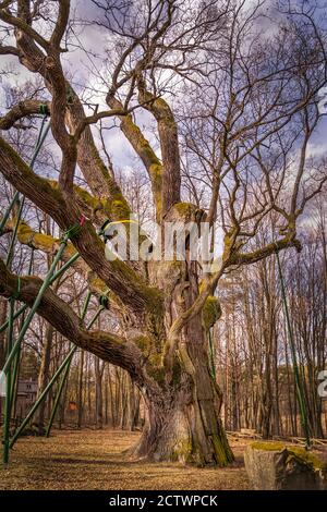 L'ancien arbre appelé Bartek est un chêne vieux de plus de 700 ans en Pologne. Il pousse à Zagransk près de Kielce, dans les montagnes de Swietokrzyskie. Banque D'Images