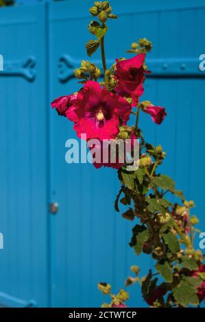 Des hollyhocks (Alcea ou Althaea rosea) bordent les rues sans circulation du petit village fortifié de Talmont-sur-Gironde sur l'estuaire de la Gironde à Nouvelle-Aquitaine, France. Les fleurs remplissent Talmont de couleur saisonnière et contribuent à confirmer son statut officiel comme l'un des «plus Beaux villages de France» (les plus beaux villages de France). Banque D'Images