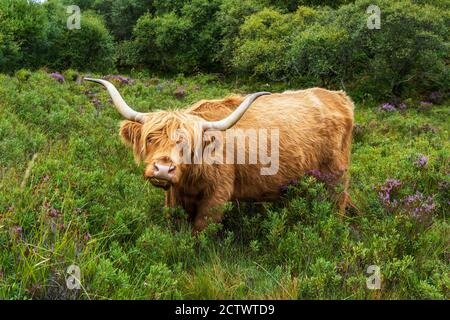 Vache des Highlands dans la prairie près de Gairloch, Wester Ross, région des Highlands, Écosse, Royaume-Uni Banque D'Images
