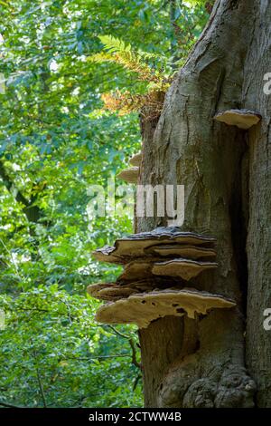 Artists Bracket (Ganoderma applanatum) pergots poussant sur un arbre mort au début de l'automne à Priors Wood, dans le nord du Somerset. Banque D'Images