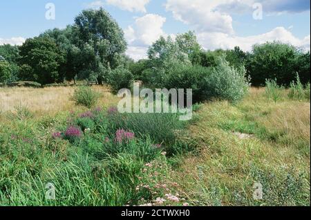 Terrain de loisirs en bateau à Tottenham, dans le nord de Londres, avec la Moselle, à la fin de l'été Banque D'Images