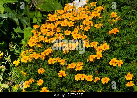 Fleurs de marigolds jaunes sur un lit de fleurs dans le jardin. Banque D'Images