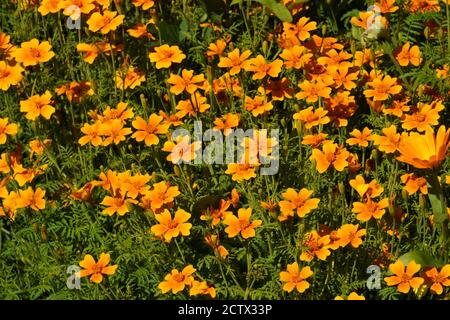 Fleurs de marigolds jaunes sur un lit de fleurs dans le jardin. Banque D'Images