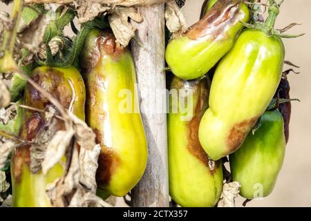 Blight tomate fruits plante malsaine Banque D'Images