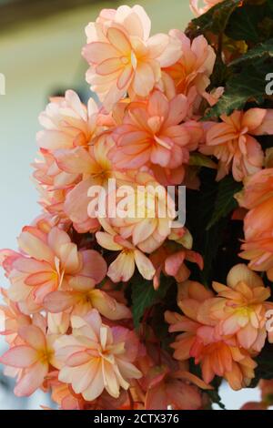 Les fleurs délicates de la begonia de pêche rose pendent d'un pot de fleurs. Banque D'Images