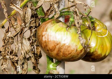 Phytophthora infestans brûlure plante de tomate infectée tige plante malsaine Banque D'Images