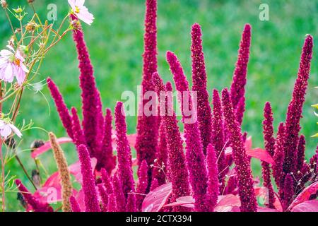 Amaranthus cruentus Spikes lit rouge annuals fleurs, jardin amaranth, plante septembre Banque D'Images