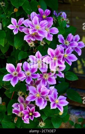 De belles fleurs de clématis lilas fleurissent sur le Bush contre le mur. Banque D'Images