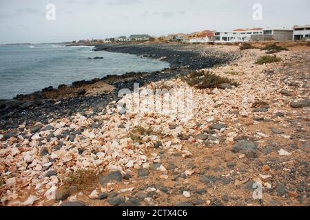 Rive de la mer pleine de coquillages brisées sur l'île de Sal, au Cap-Vert Banque D'Images