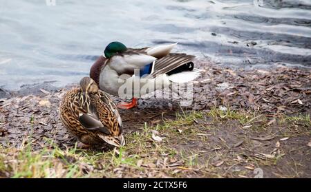 Canard colvert mâle et femelle nageant sur un étang avec eau verte Banque D'Images