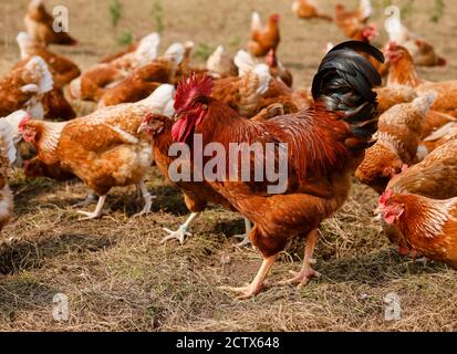 Kamp-Lintfort, Rhénanie-du-Nord-Westphalie, Allemagne - l'agriculture biologique NRW, les poulets biologiques, les poulets de plein champ vivent toute l'année dans la ferme de Bioland Banque D'Images