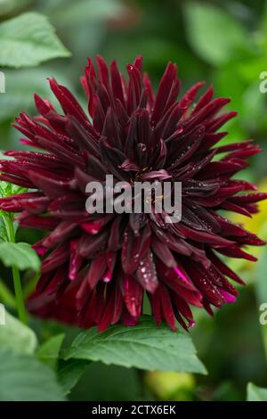 Dahlia Black Jack, un cactus dahlia rouge foncé Banque D'Images