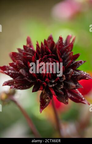 Dahlia Black Jack, un cactus dahlia rouge foncé Banque D'Images