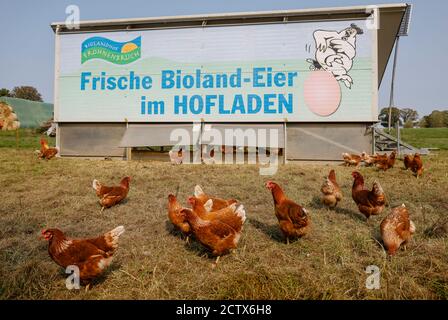 Kamp-Lintfort, Rhénanie-du-Nord-Westphalie, Allemagne - l'agriculture biologique NRW, les poulets biologiques, les poulets de plein air vivent sur la ferme de Bioland Frohnenbruch tous Banque D'Images