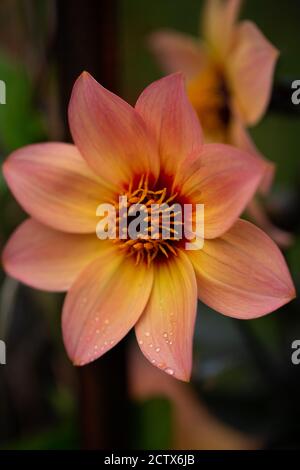 Dahlia mignon Happy single kiss, une fleur unique aux pétales roses et jaunes au centre rouge et jaune Banque D'Images