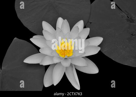 Le nom latin de nymphaea alba est noir et blanc avec un touche de couleur Banque D'Images