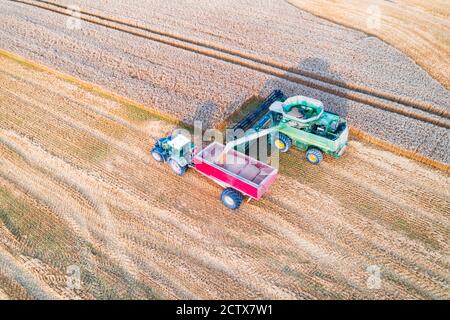 Récolte de blé en champ d'automne. Un tracteur moderne se trouve juste à côté de la moissonneuse-batteuse et transporte le grain de blé. Vue de dessus de l'antenne Banque D'Images