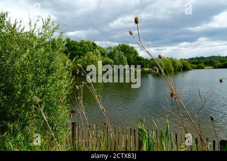 Le thé / Dipsacus plante sur la rive du lac Barden un jour d'été orageux, Haysden Country Park, près de Tonbridge, Kent, Angleterre Banque D'Images