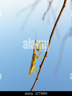 European Mantis religiosa ou priant Mantis sur Twigg gros plan. Prise de vue macro. Photographie d'insectes Banque D'Images