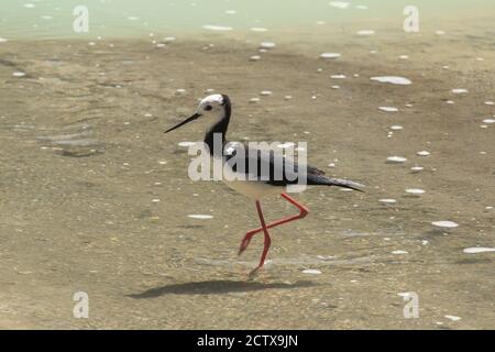 Un stilt à pied ou à tête blanche (Himantopus leucocephalus), un oiseau à gué délicat trouvé en Australasie, photographié sur les rives d'un lac néo-zélandais Banque D'Images