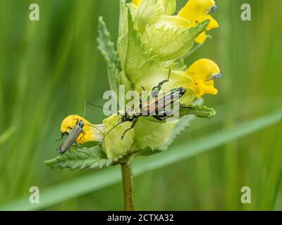 Un gros plan de Oedemera nobilis le faux coléoptère de l'huile sur une fleur de hochet jaune Banque D'Images