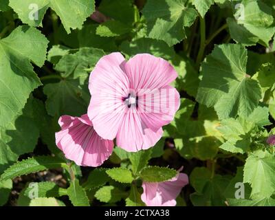 Un gros plan d'une fleur rose coquillage simple de La coupe d'argent de la malow Lavatera annuelle Banque D'Images