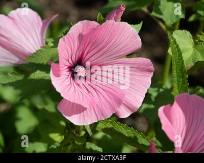 Un gros plan d'une fleur rose coquillage simple de La coupe d'argent de la malow Lavatera annuelle Banque D'Images